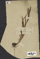 spécimen de Iris spuria