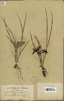 spécimen de Iris humilis