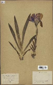 spécimen de Iris italica