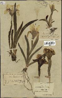 spécimen de Iris italica