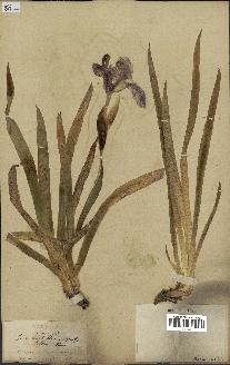 spécimen de Iris biflora