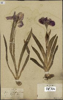 spécimen de Iris biflora