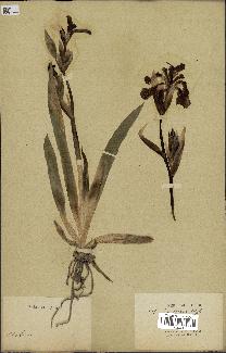 spécimen de Iris alberti