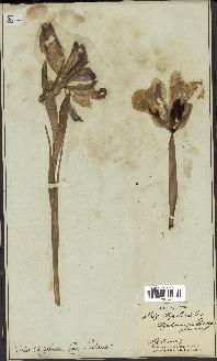 spécimen de Iris xiphioides