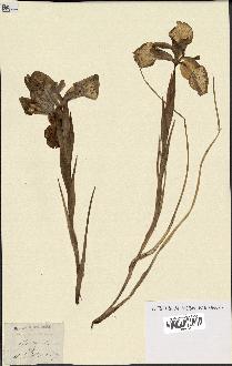 spécimen de Iris xiphioides