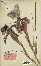 spécimen de Iris xiphioides