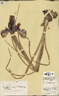 spécimen de Iris xiphioides