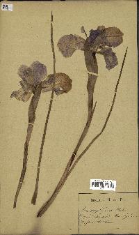 spécimen de Iris xiphioides