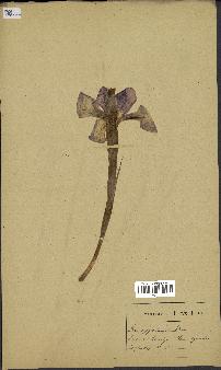 spécimen de Iris xiphioides