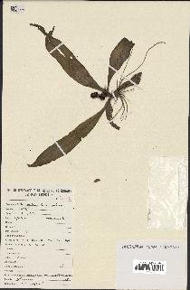 spécimen de Chlorophytum stenopetalum
