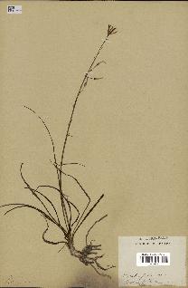 spécimen de Anthericum liliago