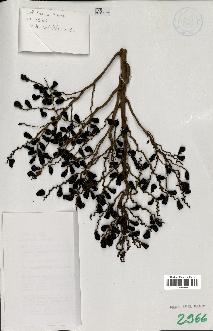 spécimen de Ceroxylon latisectum