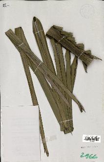 spécimen de Ceroxylon latisectum