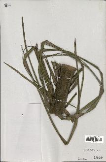 spécimen de Ceroxylon latisectum