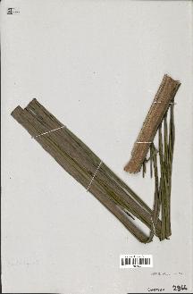 spécimen de Ceroxylon latisectum
