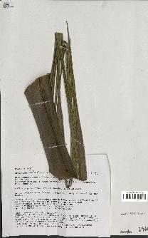 spécimen de Ceroxylon latisectum