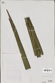 spécimen de Ceroxylon latisectum