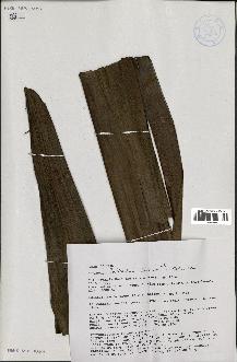 spécimen de Ceroxylon latisectum