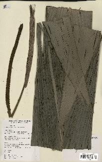 spécimen de Geonoma oldemanii