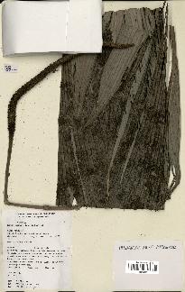 spécimen de Geonoma oldemanii