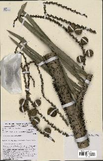 spécimen de Oncocalamus macrospathus
