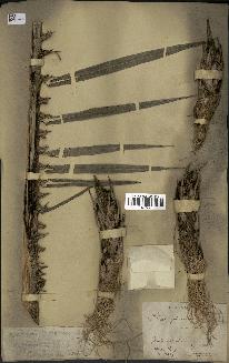 spécimen de Elaeis guineensis