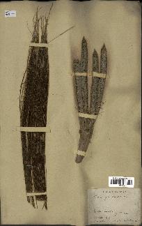 spécimen de Elaeis guineensis