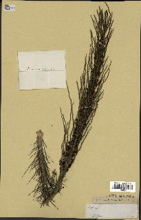 spécimen de Aiphanes caryotifolia