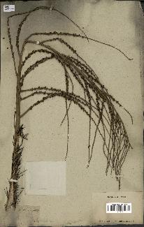spécimen de Aiphanes caryotifolia