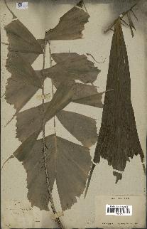 spécimen de Aiphanes caryotifolia