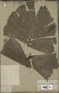 spécimen de Aiphanes caryotifolia
