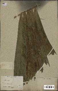 spécimen de Aiphanes caryotifolia