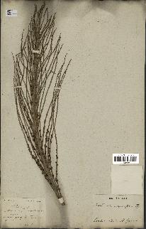 spécimen de Aiphanes caryotifolia