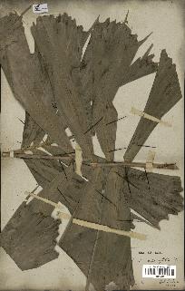 spécimen de Aiphanes caryotifolia
