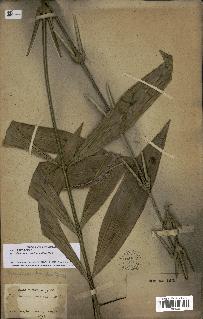 spécimen de Desmoncus orthacanthos