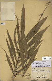 spécimen de Desmoncus orthacanthos