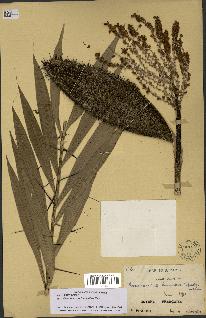 spécimen de Desmoncus orthacanthos
