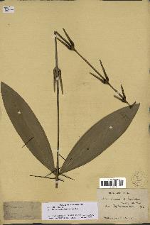 spécimen de Desmoncus orthacanthos