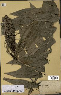 spécimen de Desmoncus orthacanthos