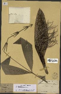 spécimen de Desmoncus orthacanthos