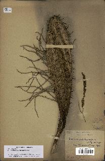spécimen de Desmoncus orthacanthos
