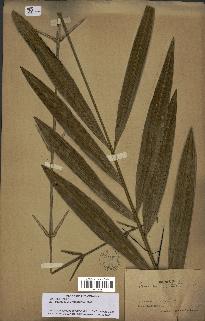 spécimen de Desmoncus orthacanthos