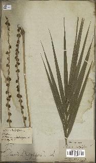 spécimen de Phoenix dactylifera