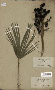 spécimen de Chamaerops humilis