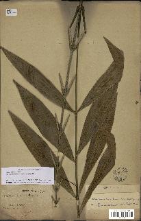 spécimen de Desmoncus orthacanthos