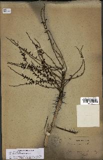 spécimen de Desmoncus orthacanthos