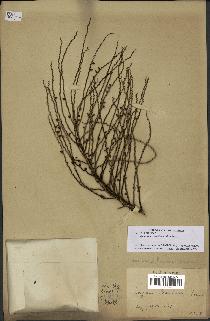 spécimen de Desmoncus orthacanthos