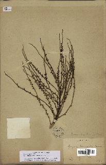 spécimen de Desmoncus orthacanthos