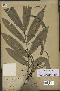 spécimen de Desmoncus orthacanthos
