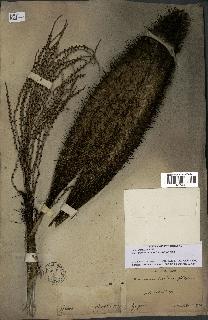 spécimen de Desmoncus orthacanthos